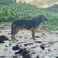 Bobby, un créole timide #4