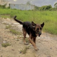 Bobby, un créole timide #5