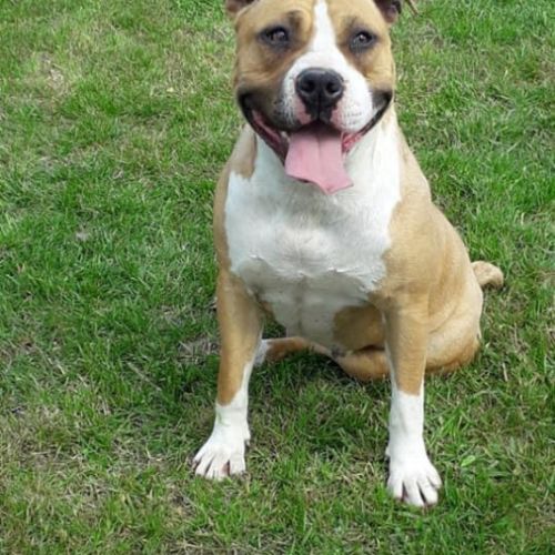 Femelle adulte lof/conf/adn