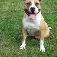 Femelle adulte lof/conf/adn