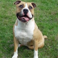 Femelle adulte lof/conf/adn #2