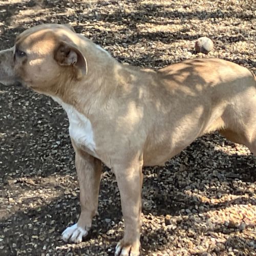 Jeune femelle staff lof/conf/adn #2