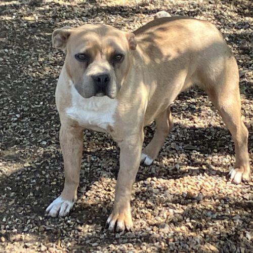 Jeune femelle staff lof/conf/adn #3