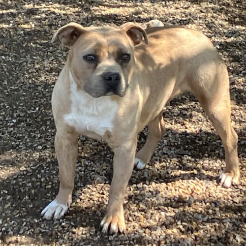 Jeune femelle staff lof/conf/adn