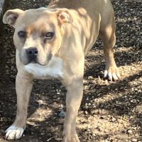 Jeune femelle staff lof/conf/adn #1