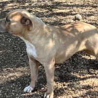 Jeune femelle staff lof/conf/adn #2