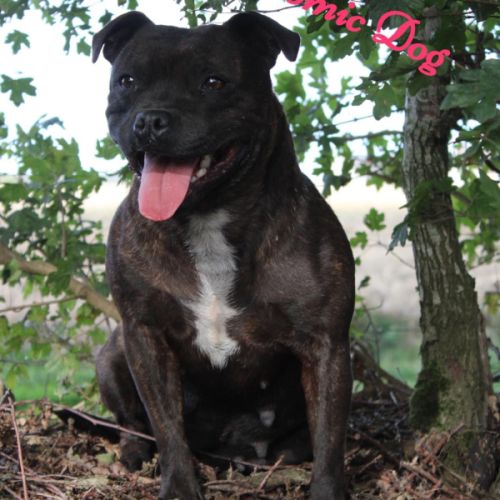 Femelle staffie lof/conf/adn