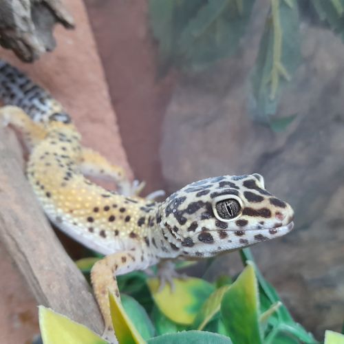 Gecko léopard mâle de 1 an #1