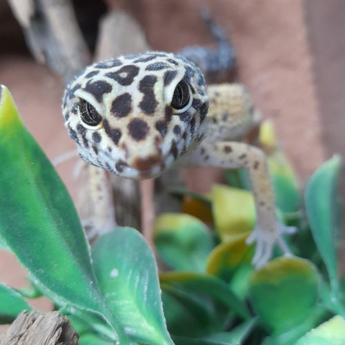 Gecko léopard mâle de 1 an #2