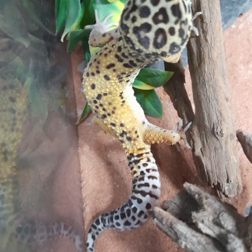 Gecko léopard mâle de 1 an