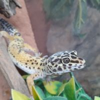 Gecko léopard mâle de 1 an #1