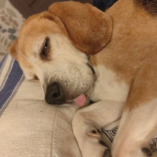 Don de mon chien urgent #0