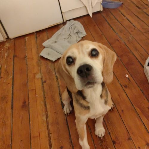 Don de mon chien urgent #3