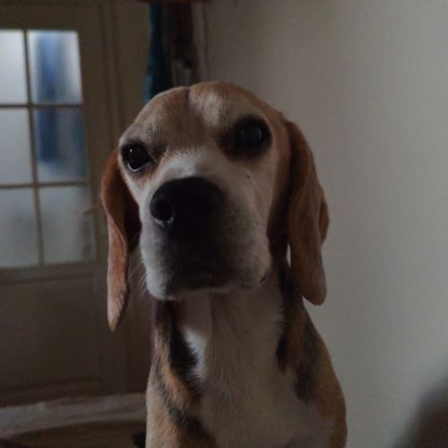 Don de mon chien urgent #4