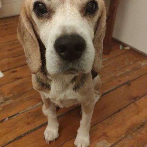 Don de mon chien urgent #6