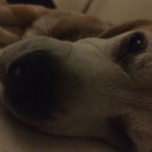 Don de mon chien urgent #7