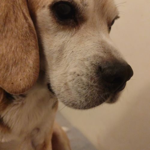 Don de mon chien urgent #8