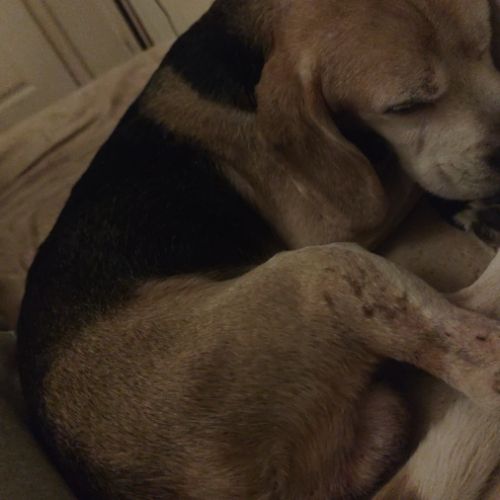 Don de mon chien urgent #9