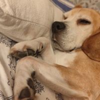 Don de mon chien urgent #1