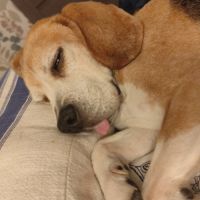 Don de mon chien urgent