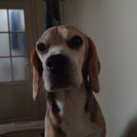 Don de mon chien urgent #4