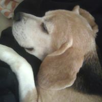 Don de mon chien urgent #5