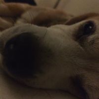 Don de mon chien urgent #7