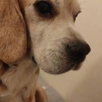 Don de mon chien urgent #8