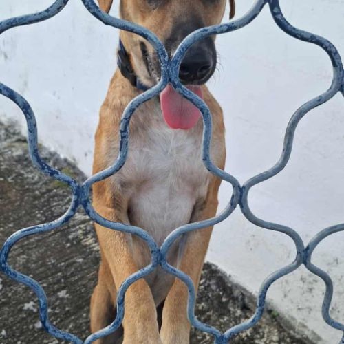 Guelia, le survivant #2