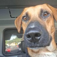 Guelia, le survivant