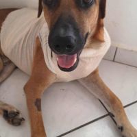 Guelia, le survivant #3