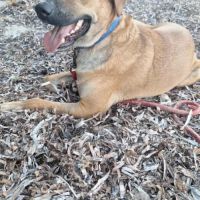 Guelia, le survivant #4