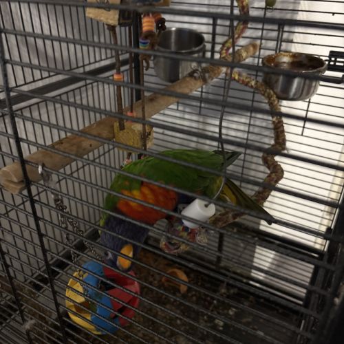 Loriquet arc en ciel #0