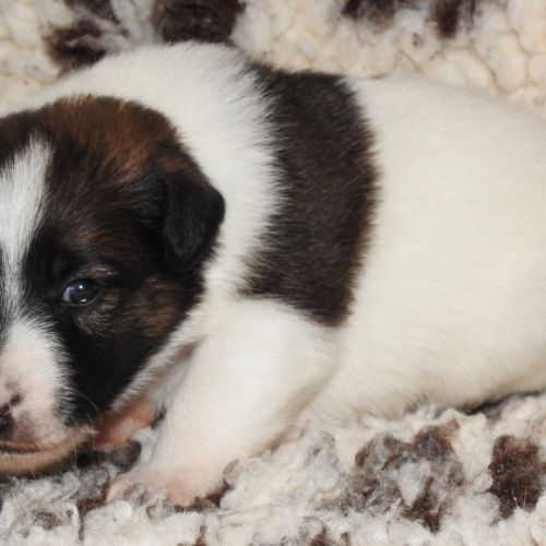 Fox terrier chiots lof élevage familial #1