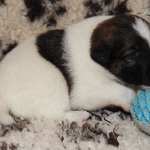 Fox terrier chiots lof élevage familial #2