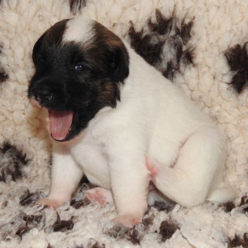 Fox terrier chiots lof élevage familial #5