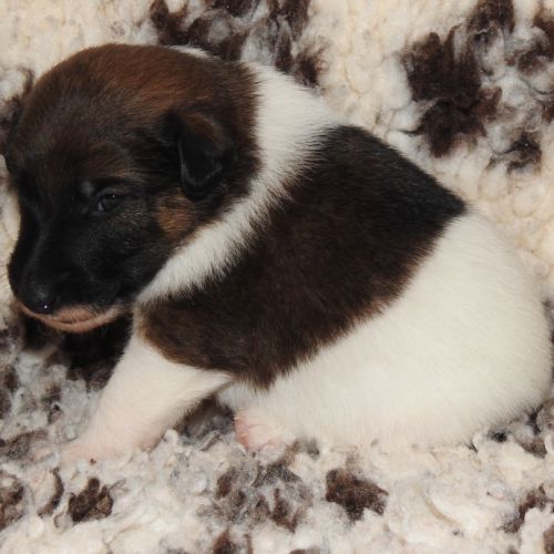 Fox terrier chiots lof élevage familial #6