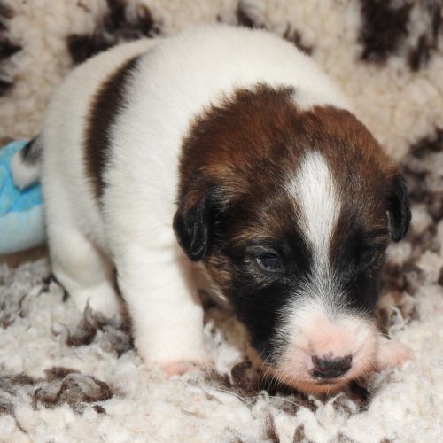 Fox terrier chiots lof élevage familial #9