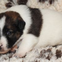 Fox terrier chiots lof élevage familial #1