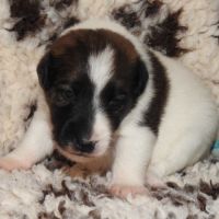 Fox terrier chiots lof élevage familial #0