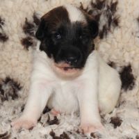 Fox terrier chiots lof élevage familial #4