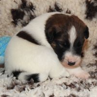 Fox terrier chiots lof élevage familial #8