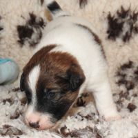 Fox terrier chiots lof élevage familial #10