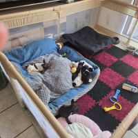 Chiots bouledogues français #1