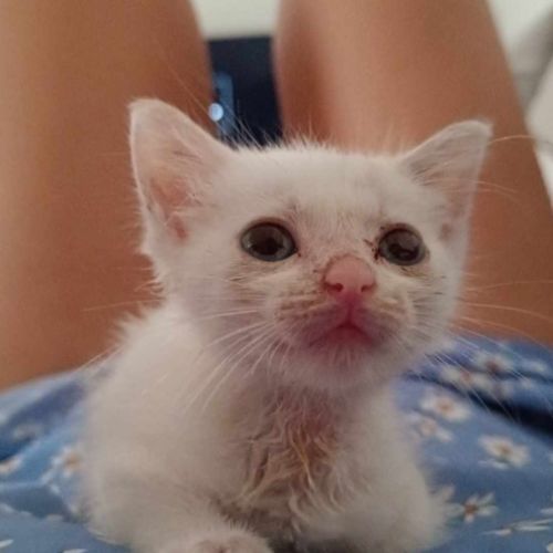 Lily rose, la plus belle