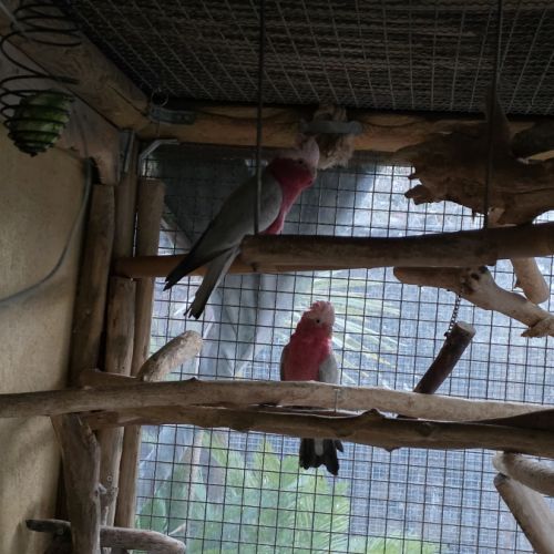 Couple cacatoès rosalbin #1