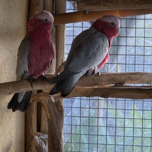 Couple cacatoès rosalbin