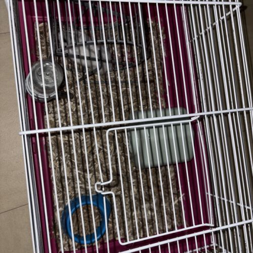 Donne hamtser nain #2