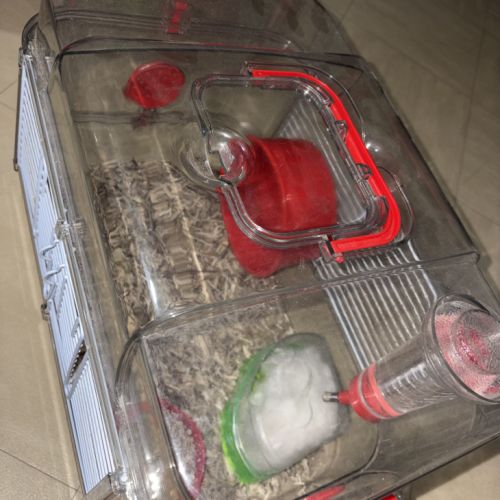 Donne hamtser nain #3