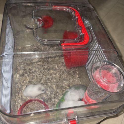 Donne hamtser nain #4